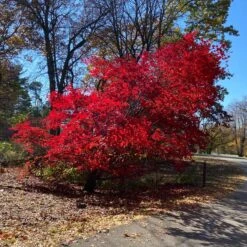 MORNING STARBURST™ VINE MAPLE 11 MORNING STARBURST™ VINE MAPLE -NatureScape Shop DETA2 5478