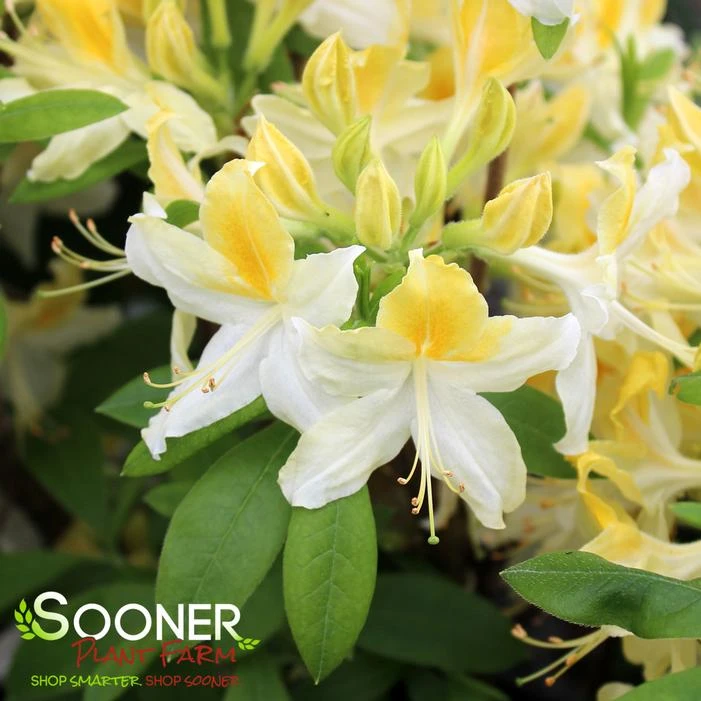 NORTHERN HI-LIGHTS DECIDUOUS AZALEA 3 NORTHERN HI-LIGHTS DECIDUOUS AZALEA