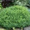 NEWGEN® LIBERTY BELLE™ BOXWOOD 2 NEWGEN® LIBERTY BELLE™ BOXWOOD -NatureScape Shop DETA2 5563