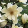 FAIRY MAGNOLIA® CREAM MAGNOLIA 2 FAIRY MAGNOLIA® CREAM MAGNOLIA -NatureScape Shop DETA2 5582