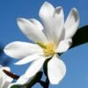 FAIRY MAGNOLIA® WHITE MAGNOLIA 2 FAIRY MAGNOLIA® WHITE MAGNOLIA -NatureScape Shop DETA2 5583