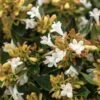 APPLE PERFECTION™ ABELIA -NatureScape Shop DETA2 5659