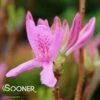 LILAC LIGHTS™ DECIDUOUS AZALEA -NatureScape Shop DETA2 5717