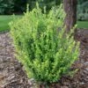 GLOW POP™ JAPANESE HOLLY -NatureScape Shop DETA2 5737