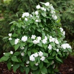 ILLUMINATI SPICE™ MOCKORANGE -NatureScape Shop DETA2 5740