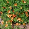 HAPPY FACE® ORANGE POTENTILLA -NatureScape Shop DETA2 5741