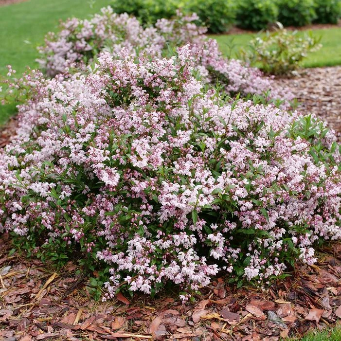 YUKI KABUKI™ DEUTZIA 4 YUKI KABUKI™ DEUTZIA - Image 2
