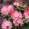 DANDY MAN COLOR WHEEL® RHODODENDRON 1 DANDY MAN COLOR WHEEL® RHODODENDRON -NatureScape Shop DETA2 5763