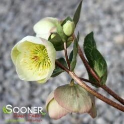 FROSTKISS® MOONDANCE LENTEN ROSE