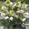 FROSTKISS® MOLLY'S WHITE LENTEN ROSE 2 FROSTKISS® MOLLY'S WHITE LENTEN ROSE -NatureScape Shop DETA2 5797