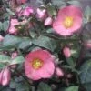 FROSTKISS® PENNY'S PINK LENTEN ROSE -NatureScape Shop DETA2 5798