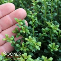 LUCKY MARBLE™ DWARF JAPANESE HOLLY -NatureScape Shop DETA2 5839