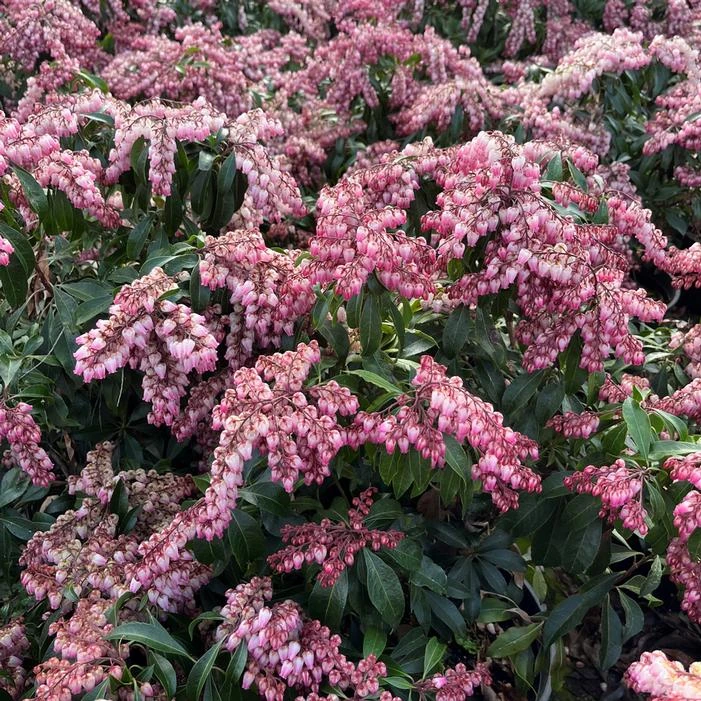 KATSURA PIERIS 3 KATSURA PIERIS