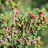 TOM THUMB COTONEASTER 1 TOM THUMB COTONEASTER -NatureScape Shop DETA2 613