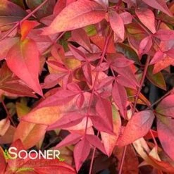 HEAVENLY BAMBOO NANDINA -NatureScape Shop DETA2 614