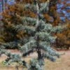 BLUE ATLAS CEDAR