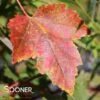 RED SUNSET® MAPLE -NatureScape Shop DETA2 67