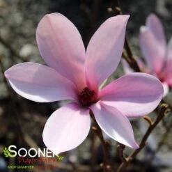 ANN MAGNOLIA -NatureScape Shop DETA2 686