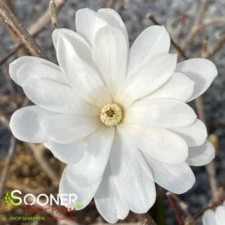 ROYAL STAR MAGNOLIA -NatureScape Shop DETA2 687