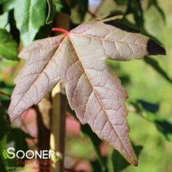 TRIDENT MAPLE -NatureScape Shop DETA2 74