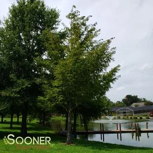 DAWN REDWOOD 4 DAWN REDWOOD - Image 2