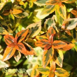 KALEIDOSCOPE ABELIA -NatureScape Shop DETA2 772