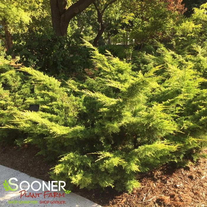 SAYBROOK GOLD® JUNIPER 3 SAYBROOK GOLD® JUNIPER