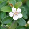 CORAL BEAUTY COTONEASTER -NatureScape Shop DETA2 911