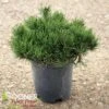 DWARF MUGO PINE 2 DWARF MUGO PINE -NatureScape Shop DETA2 927