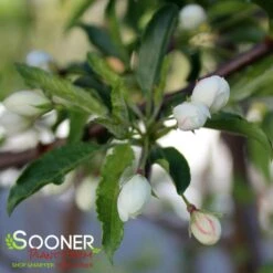 GOLDEN RAINDROPS® CRABAPPLE 9 GOLDEN RAINDROPS® CRABAPPLE -NatureScape Shop DETA3 1028