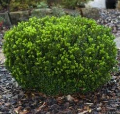BABY GEM™ BOXWOOD -NatureScape Shop DETA3 1053