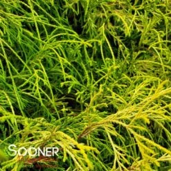 KING'S GOLD FALSE CYPRESS -NatureScape Shop DETA3 1092