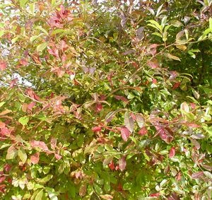 BLACKGUM 6 BLACKGUM - Image 4