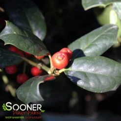 NELLIE R. STEVENS HOLLY 7 NELLIE R. STEVENS HOLLY -NatureScape Shop DETA3 1213