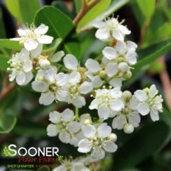 SANTA CRUZ PYRACANTHA -NatureScape Shop DETA3 1230