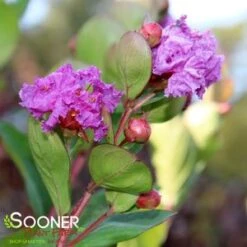 ROYALTY CRAPEMYRTLE 8 ROYALTY CRAPEMYRTLE -NatureScape Shop DETA3 1300