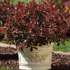 FIREBALL RED™ PHOTINIA 9 FIREBALL RED™ PHOTINIA -NatureScape Shop DETA3 1341
