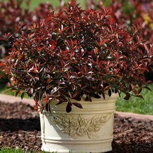 FIREBALL RED™ PHOTINIA 6 FIREBALL RED™ PHOTINIA - Image 4