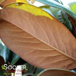 TEDDY BEAR® MAGNOLIA 8 TEDDY BEAR® MAGNOLIA -NatureScape Shop DETA3 144