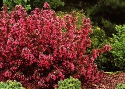 WINE & ROSES® WEIGELA 11 WINE & ROSES® WEIGELA -NatureScape Shop DETA3 150