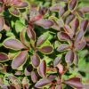 ADMIRATION BARBERRY -NatureScape Shop DETA3 1522