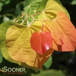 THE RISING SUN™ REDBUD 12 THE RISING SUN™ REDBUD -NatureScape Shop DETA3 1530