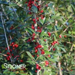 WARREN'S RED POSSUMHAW HOLLY -NatureScape Shop DETA3 1598