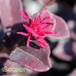 EVER RED LOROPETALUM 8 EVER RED LOROPETALUM -NatureScape Shop DETA3 1605