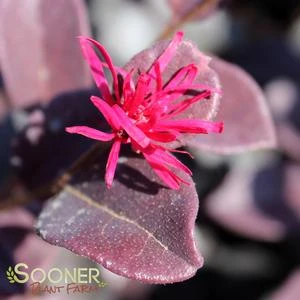 EVER RED LOROPETALUM 5 EVER RED LOROPETALUM - Image 3