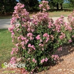 RHAPSODY IN PINK® CRAPEMYRTLE 7 RHAPSODY IN PINK® CRAPEMYRTLE -NatureScape Shop DETA3 179