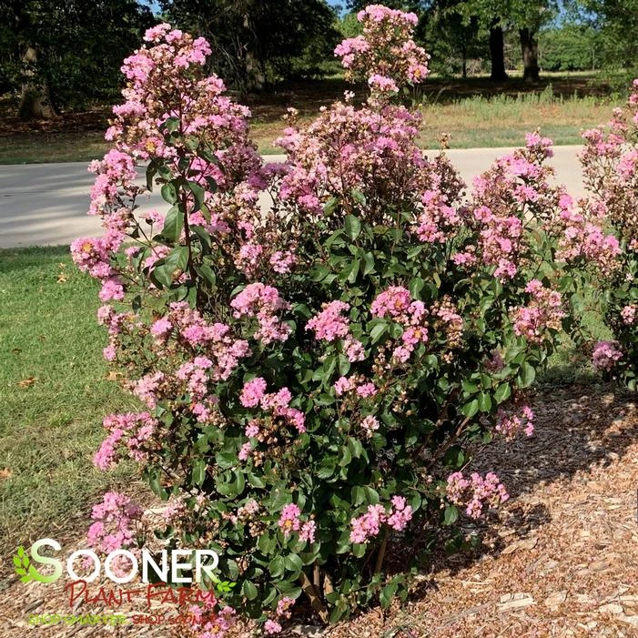 RHAPSODY IN PINK® CRAPEMYRTLE 5 RHAPSODY IN PINK® CRAPEMYRTLE - Image 3