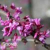 TRAVELLER WEEPING REDBUD -NatureScape Shop DETA3 1935