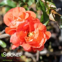 DOUBLE TAKE® ORANGE STORM QUINCE 10 DOUBLE TAKE® ORANGE STORM QUINCE -NatureScape Shop DETA3 2020