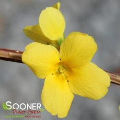 SHOW OFF® FORSYTHIA -NatureScape Shop DETA3 2068